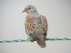 Turtle Dove at Wakering Rubbish Tip (Steve Arlow) (68452 bytes)